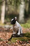 BOULEDOGUE FRANCAIS 1108
